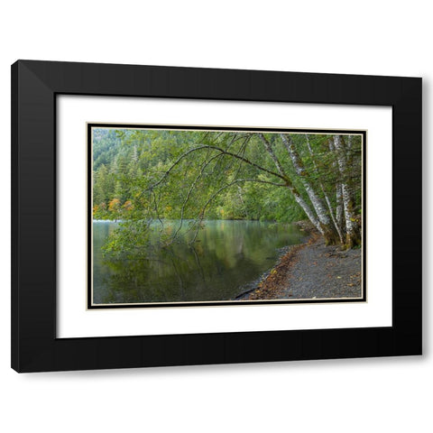 USA-Washington State-Olympic National Park Alder trees overhanging Lake Crescent shore Black Modern Wood Framed Art Print with Double Matting by Jaynes Gallery