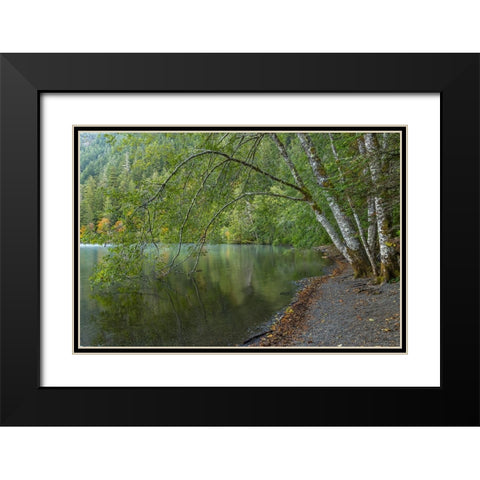 USA-Washington State-Olympic National Park Alder trees overhanging Lake Crescent shore Black Modern Wood Framed Art Print with Double Matting by Jaynes Gallery