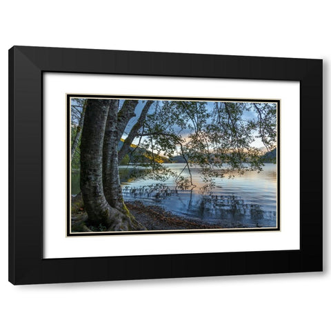 USA-Washington State-Olympic National Park Alder trees overhanging Lake Crescent shore Black Modern Wood Framed Art Print with Double Matting by Jaynes Gallery