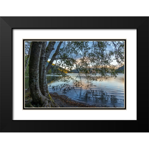 USA-Washington State-Olympic National Park Alder trees overhanging Lake Crescent shore Black Modern Wood Framed Art Print with Double Matting by Jaynes Gallery