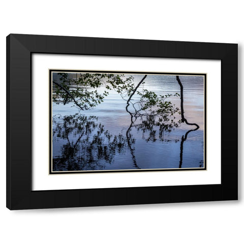 USA-Washington State-Olympic National Park Alder tree overhanging Lake Crescent shore Black Modern Wood Framed Art Print with Double Matting by Jaynes Gallery