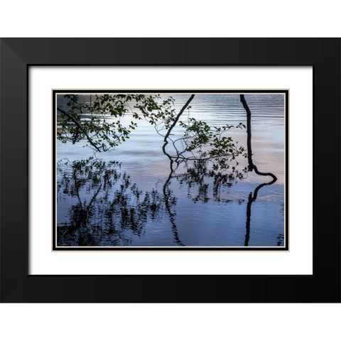 USA-Washington State-Olympic National Park Alder tree overhanging Lake Crescent shore Black Modern Wood Framed Art Print with Double Matting by Jaynes Gallery