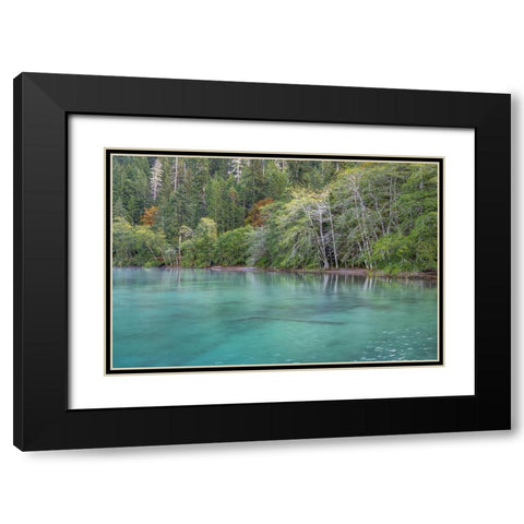 USA-Washington State-Olympic National Park Alder trees overhanging Lake Crescent shore Black Modern Wood Framed Art Print with Double Matting by Jaynes Gallery