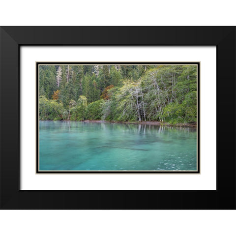 USA-Washington State-Olympic National Park Alder trees overhanging Lake Crescent shore Black Modern Wood Framed Art Print with Double Matting by Jaynes Gallery