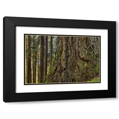 USA-Washington State-Olympic National Park Close-up of trunk of old growth Douglas fir tree Black Modern Wood Framed Art Print with Double Matting by Jaynes Gallery