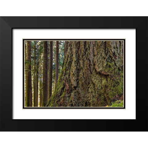 USA-Washington State-Olympic National Park Close-up of trunk of old growth Douglas fir tree Black Modern Wood Framed Art Print with Double Matting by Jaynes Gallery