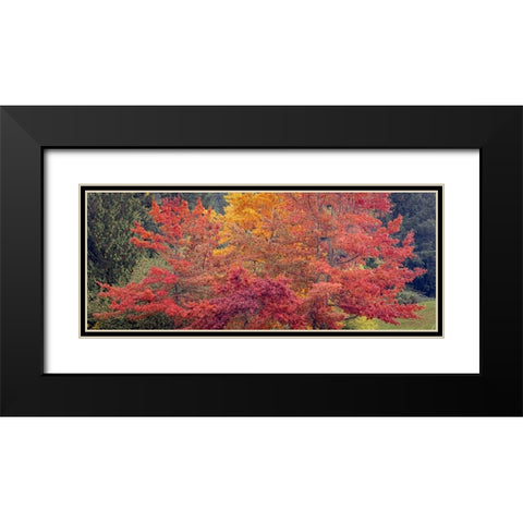 USA-Washington State-Seabeck Panoramic of oak trees in autumn Black Modern Wood Framed Art Print with Double Matting by Jaynes Gallery