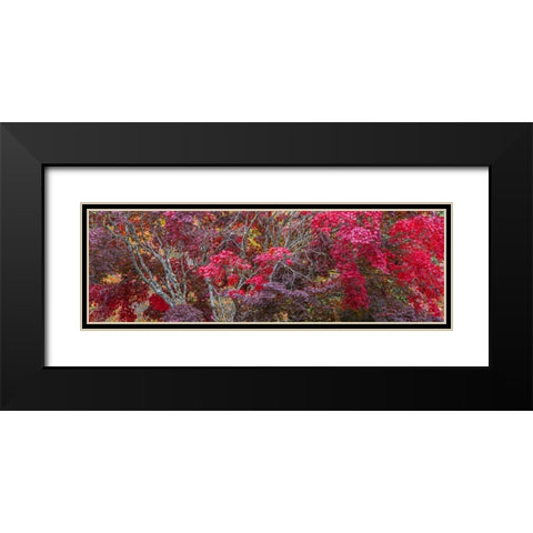 USA- Washington State- Seabeck. Japanese Maple trees- Washington State- Seabeck. Black Modern Wood Framed Art Print with Double Matting by Jaynes Gallery