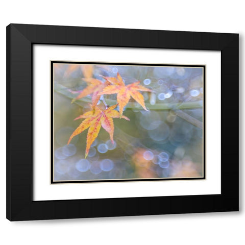 USA- Washington State- Seabeck. Japanese maple leaves after autumn rainstorm. Black Modern Wood Framed Art Print with Double Matting by Jaynes Gallery