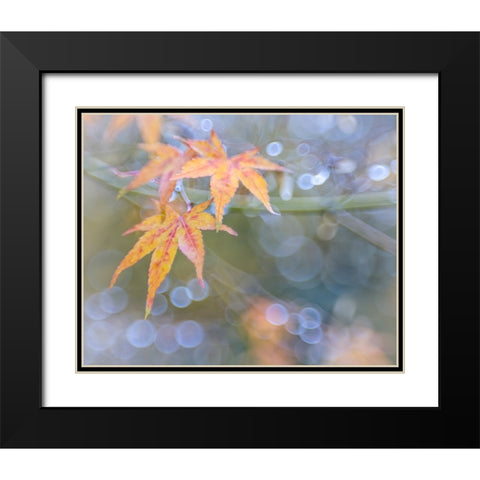 USA- Washington State- Seabeck. Japanese maple leaves after autumn rainstorm. Black Modern Wood Framed Art Print with Double Matting by Jaynes Gallery