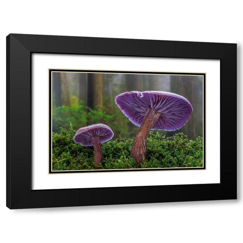 USA- Washington State- Seabeck. Western amethyst laccaria mushroom close-up. Black Modern Wood Framed Art Print with Double Matting by Jaynes Gallery