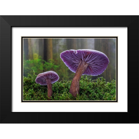 USA- Washington State- Seabeck. Western amethyst laccaria mushroom close-up. Black Modern Wood Framed Art Print with Double Matting by Jaynes Gallery