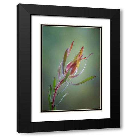 USA- Washington State- Seabeck. Common sunshine conebush plant close-up. Black Modern Wood Framed Art Print with Double Matting by Jaynes Gallery