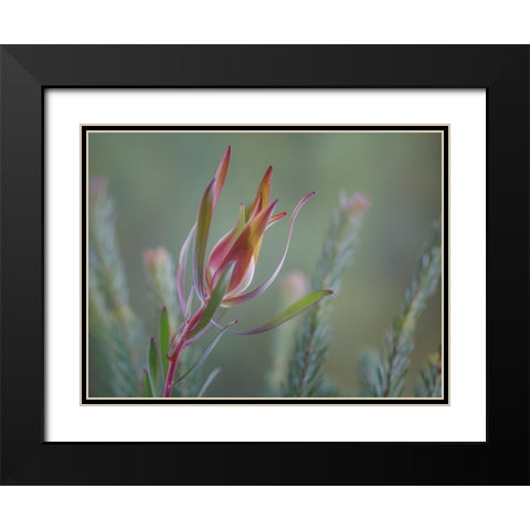 USA- Washington State- Seabeck. Common sunshine conebush plant close-up. Black Modern Wood Framed Art Print with Double Matting by Jaynes Gallery