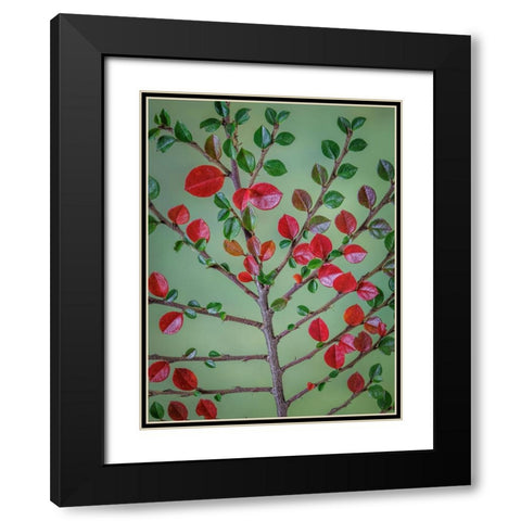 USA- Washington State- Seabeck. Rock cotoneaster plant close-up. Black Modern Wood Framed Art Print with Double Matting by Jaynes Gallery