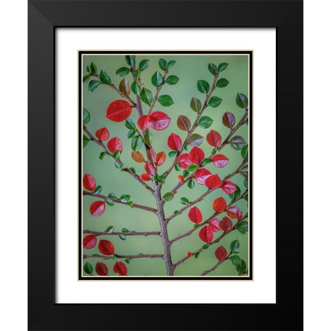 USA- Washington State- Seabeck. Rock cotoneaster plant close-up. Black Modern Wood Framed Art Print with Double Matting by Jaynes Gallery