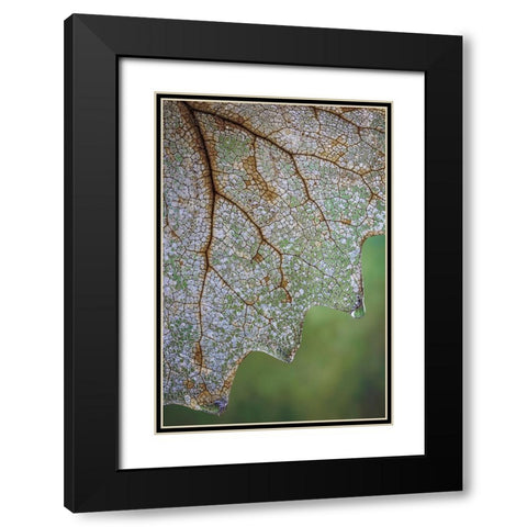 USA- Washington State- Seabeck. Skeletonized vanilla leaf close-up. Black Modern Wood Framed Art Print with Double Matting by Jaynes Gallery