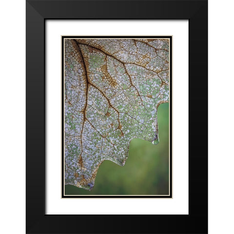 USA- Washington State- Seabeck. Skeletonized vanilla leaf close-up. Black Modern Wood Framed Art Print with Double Matting by Jaynes Gallery