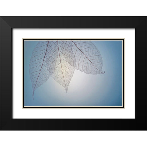 USA- Washington State- Seabeck. Pattern of skeletonized leaves. Black Modern Wood Framed Art Print with Double Matting by Jaynes Gallery