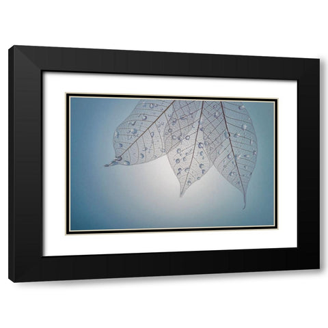 USA- Washington State- Seabeck. Pattern of drops on skeletonized leaves. Black Modern Wood Framed Art Print with Double Matting by Jaynes Gallery