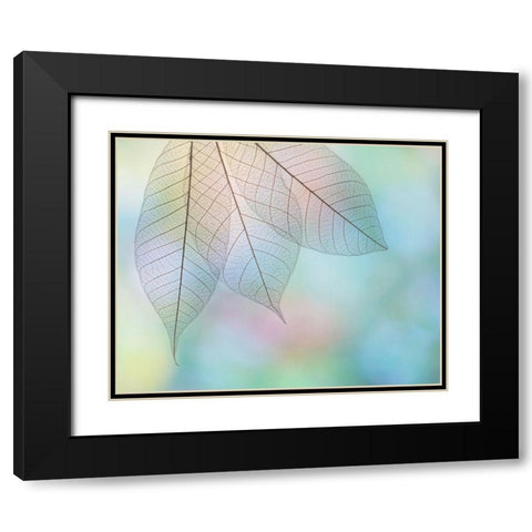 USA- Washington State- Seabeck. Pattern of skeletonized leaves. Black Modern Wood Framed Art Print with Double Matting by Jaynes Gallery