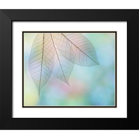 USA- Washington State- Seabeck. Pattern of skeletonized leaves. Black Modern Wood Framed Art Print with Double Matting by Jaynes Gallery