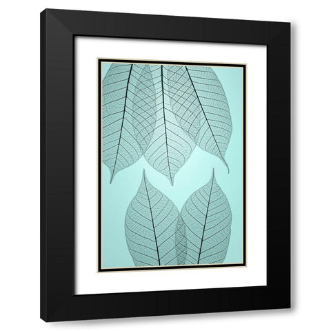 USA- Washington State- Seabeck. Pattern of skeletonized leaves. Black Modern Wood Framed Art Print with Double Matting by Jaynes Gallery