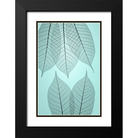 USA- Washington State- Seabeck. Pattern of skeletonized leaves. Black Modern Wood Framed Art Print with Double Matting by Jaynes Gallery