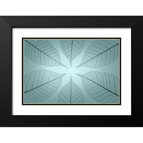 USA- Washington State- Seabeck. Pattern of skeletonized leaves. Black Modern Wood Framed Art Print with Double Matting by Jaynes Gallery