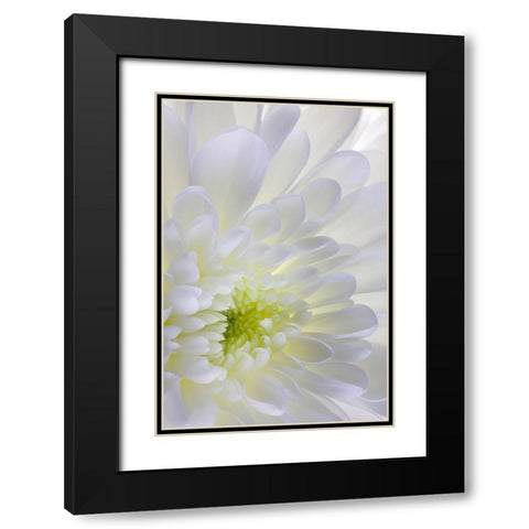 USA- Washington State- Seabeck. Chrysanthemum blossom close-up. Black Modern Wood Framed Art Print with Double Matting by Jaynes Gallery