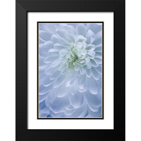 USA- Washington State- Seabeck. Chrysanthemum blossom close-up. Black Modern Wood Framed Art Print with Double Matting by Jaynes Gallery