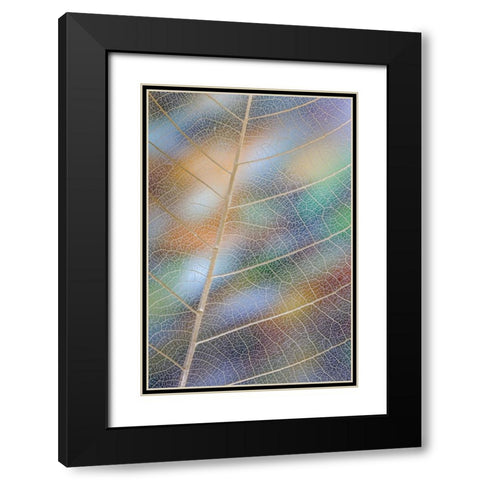 USA- Washington State- Seabeck. Pattern of skeletonized leaves. Black Modern Wood Framed Art Print with Double Matting by Jaynes Gallery