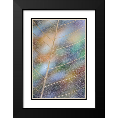 USA- Washington State- Seabeck. Pattern of skeletonized leaves. Black Modern Wood Framed Art Print with Double Matting by Jaynes Gallery