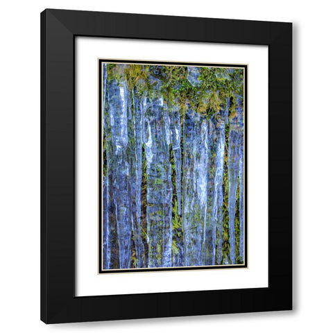 USA- Washington State- Seabeck. Close-up of icicles and moss. Black Modern Wood Framed Art Print with Double Matting by Jaynes Gallery