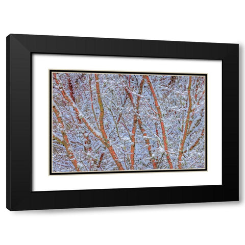 USA- Washington State- Seabeck. Snow-covered coral bark Japanese maple tree. Black Modern Wood Framed Art Print with Double Matting by Jaynes Gallery