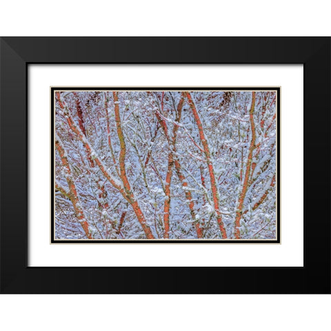 USA- Washington State- Seabeck. Snow-covered coral bark Japanese maple tree. Black Modern Wood Framed Art Print with Double Matting by Jaynes Gallery
