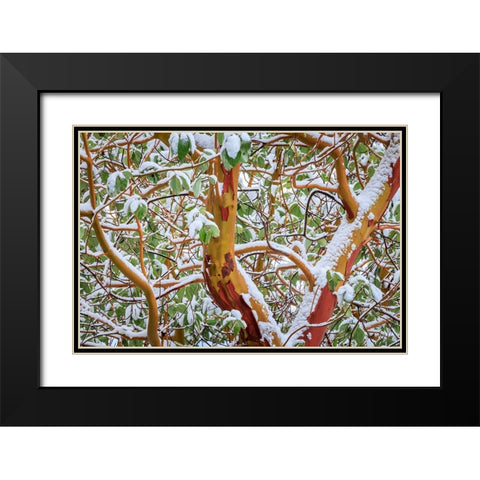 USA- Washington State- Seabeck. Detail of snow-covered madrona tree branches. Black Modern Wood Framed Art Print with Double Matting by Jaynes Gallery