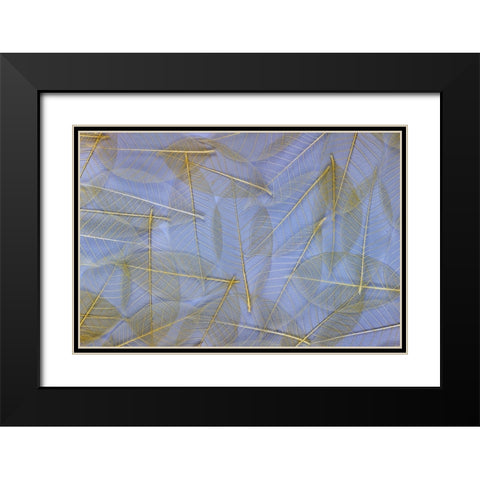 USA- Washington State- Seabeck. Pattern of skeletonized leaves. Black Modern Wood Framed Art Print with Double Matting by Jaynes Gallery