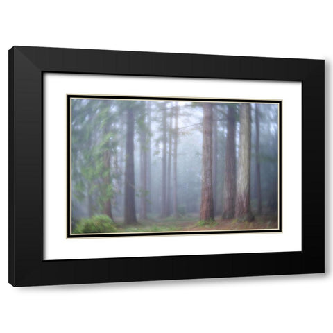 USA- Washington State. Seabeck- Scenic Beach State Park. Morning fog in forest. Black Modern Wood Framed Art Print with Double Matting by Jaynes Gallery