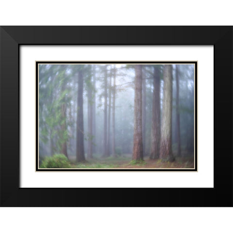 USA- Washington State. Seabeck- Scenic Beach State Park. Morning fog in forest. Black Modern Wood Framed Art Print with Double Matting by Jaynes Gallery