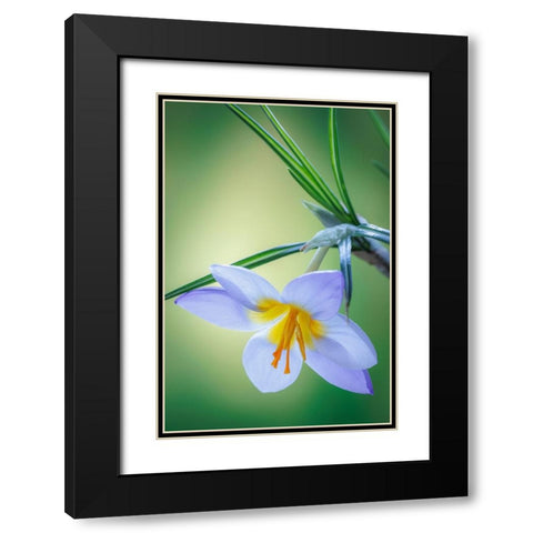 USA- Washington State- Seabeck. Crocus blossom in spring. Black Modern Wood Framed Art Print with Double Matting by Jaynes Gallery