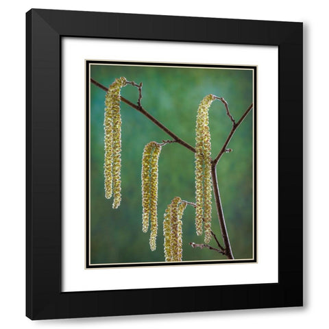 USA- Washington State- Seabeck. Pollen-producing male parts of beaked hazelnut catkin plant. Black Modern Wood Framed Art Print with Double Matting by Jaynes Gallery