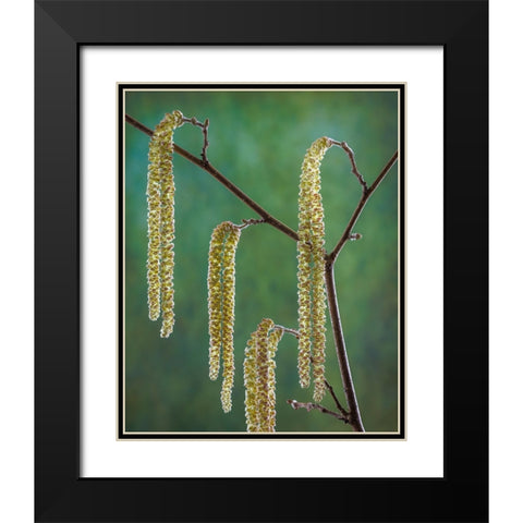 USA- Washington State- Seabeck. Pollen-producing male parts of beaked hazelnut catkin plant. Black Modern Wood Framed Art Print with Double Matting by Jaynes Gallery