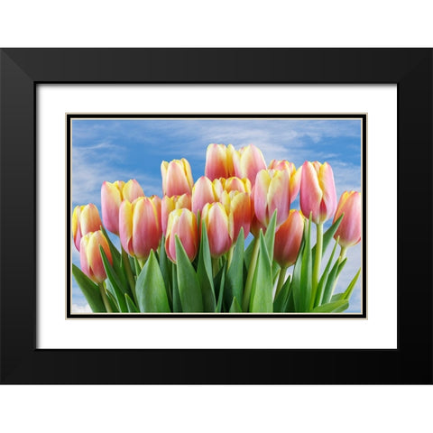 USA- Washington State- Seabeck. Red and yellow tulips in bloom. Black Modern Wood Framed Art Print with Double Matting by Jaynes Gallery