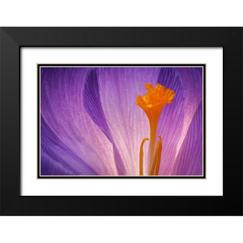 USA- Washington State- Seabeck. Purple crocus blossom close-up. Black Modern Wood Framed Art Print with Double Matting by Jaynes Gallery