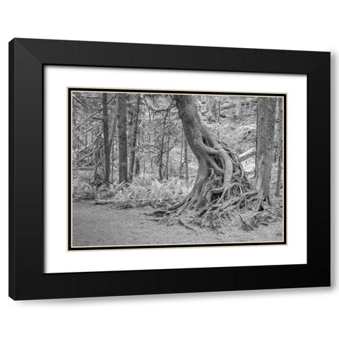 Usa-Washington State-Olympic National Park Black Modern Wood Framed Art Print with Double Matting by Sederquist, Betty