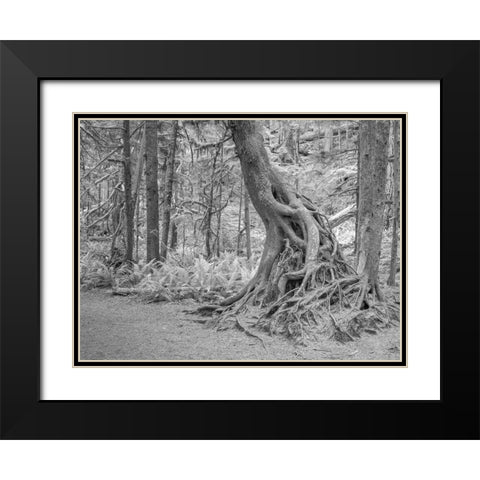Usa-Washington State-Olympic National Park Black Modern Wood Framed Art Print with Double Matting by Sederquist, Betty