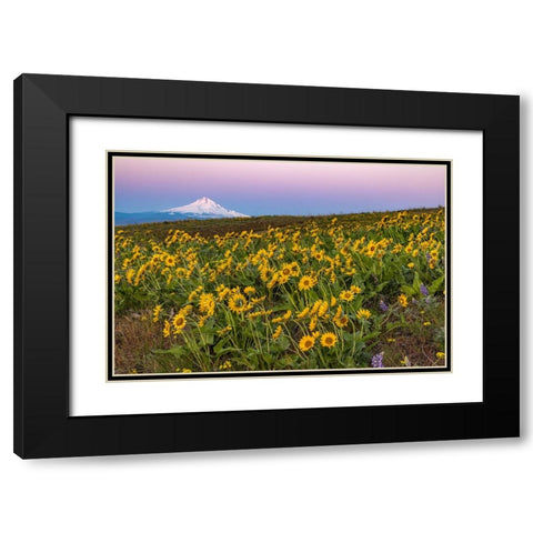 Spring wildflowers in full bloom on Dalles Mountain in Columbia Hills State Park near Lyle-Washingt Black Modern Wood Framed Art Print with Double Matting by Haney, Chuck
