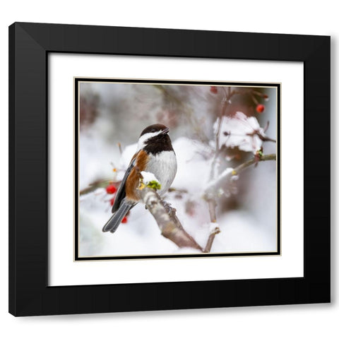 USA- Washington State- Sammamish. Chestnut Chickadee on snow covered Crabapple tree Black Modern Wood Framed Art Print with Double Matting by Gulin, Darrell