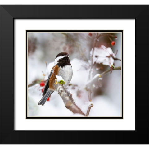 USA- Washington State- Sammamish. Chestnut Chickadee on snow covered Crabapple tree Black Modern Wood Framed Art Print with Double Matting by Gulin, Darrell